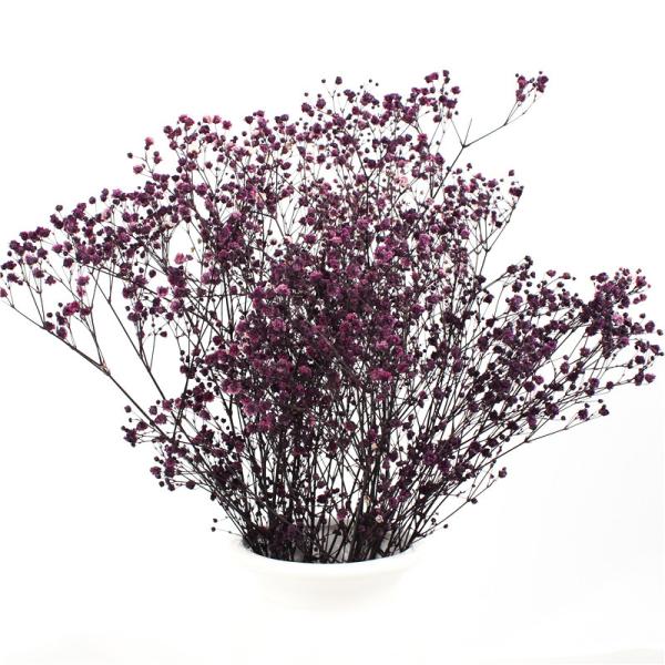 Flores preservadas inofensivas não tóxicas da respiração do bebê para Ins Valentine Gift