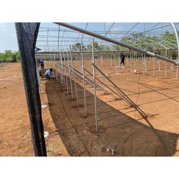 Agricultural Single Span Tunnel Green House Sprinkler Irrigation Lettuce Greenhouse For Farm