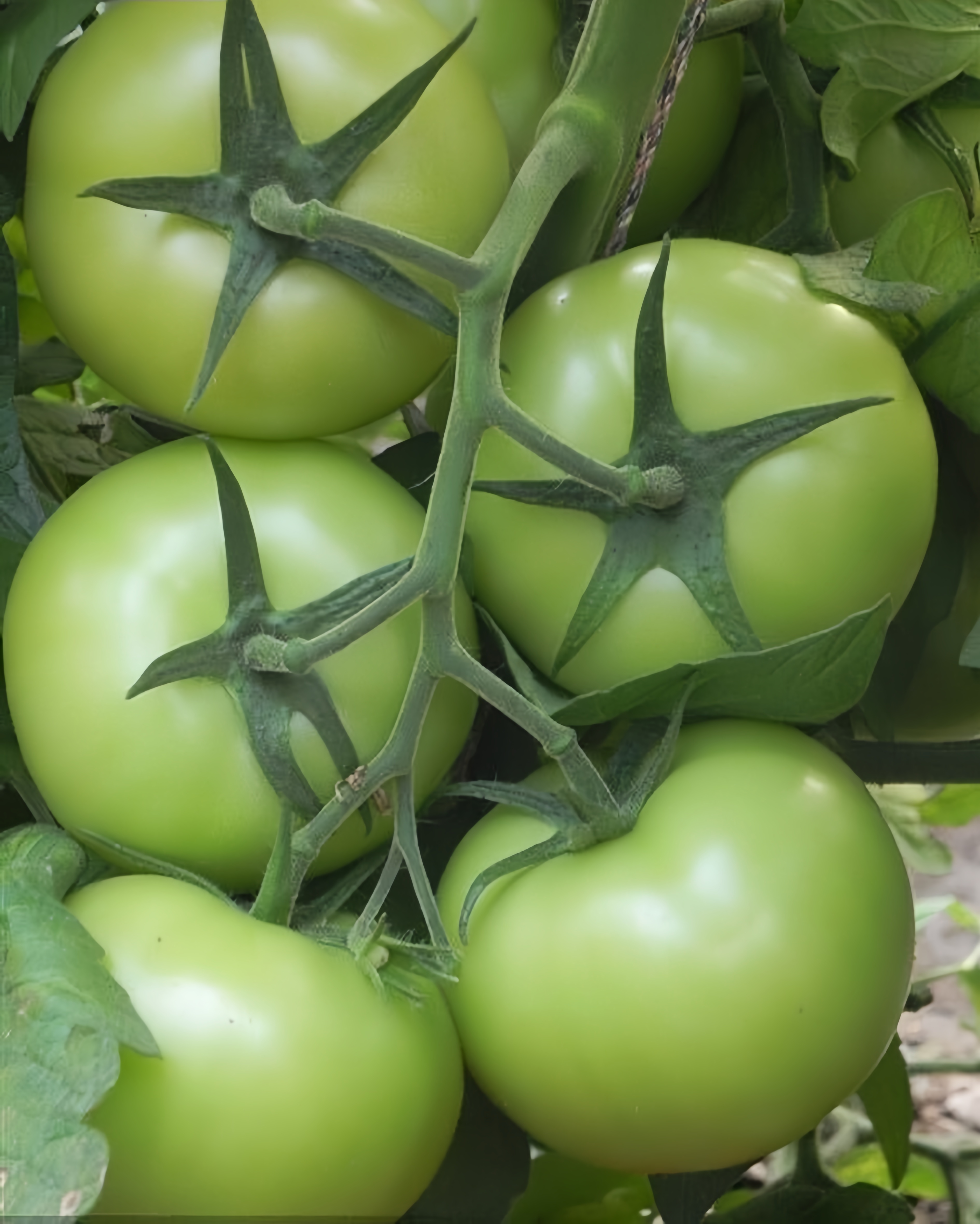 Lvliang No.1 Blight Resistance Red Indeterminate Tomato Seeds For Planting T56