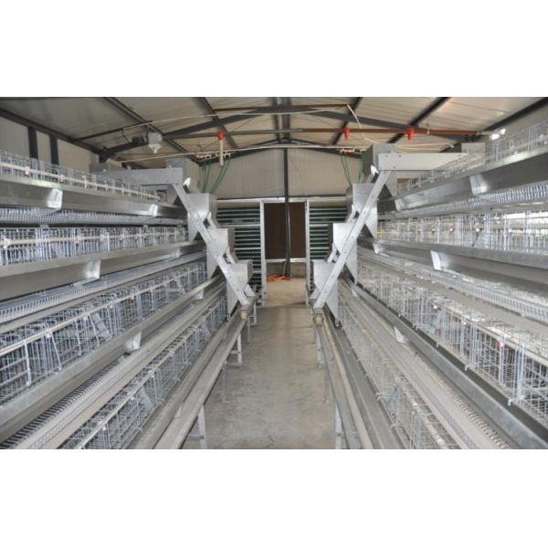Collecting Egg Livestock Farming Equipment Automatic Poultry Farm Equipment