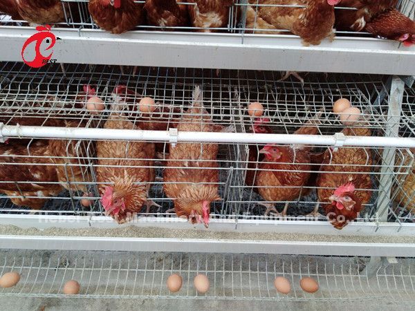 Профессиональная батарейная клетка установка в Нигерии автоматическая куриная клетка Дорис
