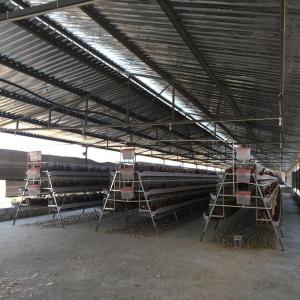 Горячая окунутая гальванизированная клетка цыпленка слоя дизайн 360 градусов вращая