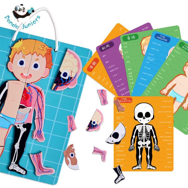 Jogo magnético do enigma do corpo humano para brinquedos humanos do corpo da anatomia das crianças 3+