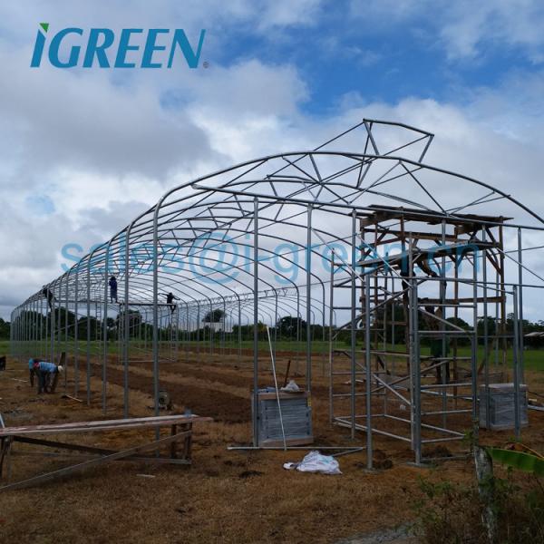 Umbrella Structure Agricultural Greenhouse 8m Height Wide Span Greenhouse