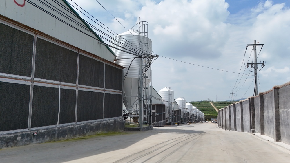 Hygienic Design Automatic Chicken Feeder System Anti Waste For Broiler Farms