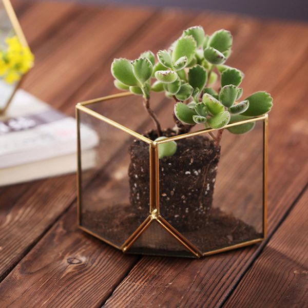 Geometric Cubic Moss Glass Homeware Flower Plant terrarium Planter Seamless Solder