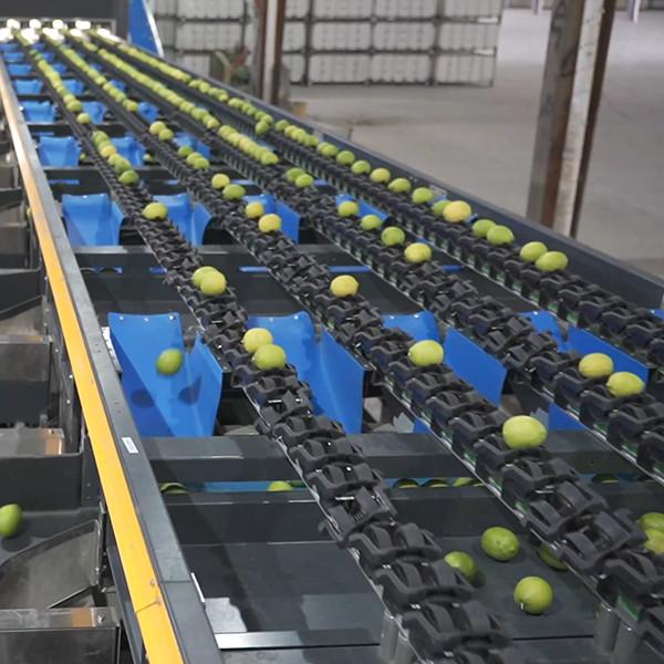 6 Channels Lemons Sorting And Grading Machine Stainless Steel Material 380V