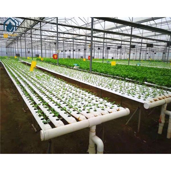 Agricultural NFT Lettuce System Vertical Hydroponic System 100*50mm