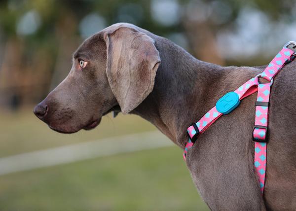 S M Polyester Webbing Bobby Dog Harness Non Pull Dog Lead