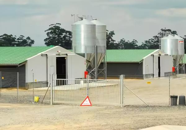 Custom Steel Poultry House with Automatic Feeding & Drinking Systems