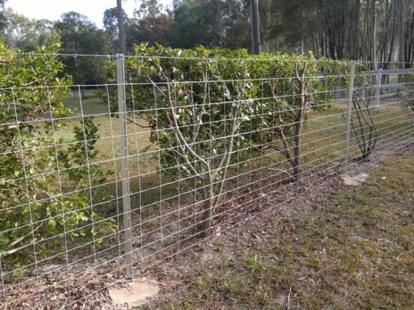 Black Painted Or Hot Dipped Galvanised Star Pickets Y Steel Fence Posts