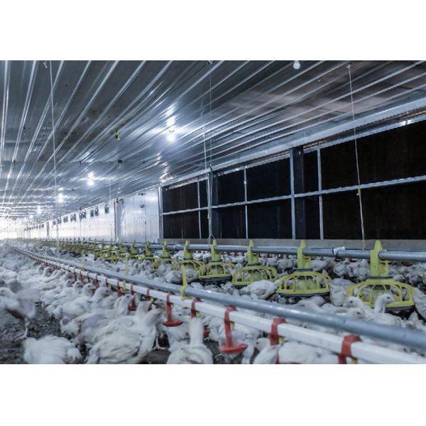 300g Pan Capacity Chicken Farm Equipment 380V 220V Broiler Raising