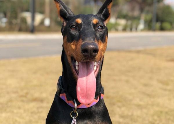 1 Inch Martingale Heavy Duty Nylon Dog Collar Nylon Puppy Collar Comfortable