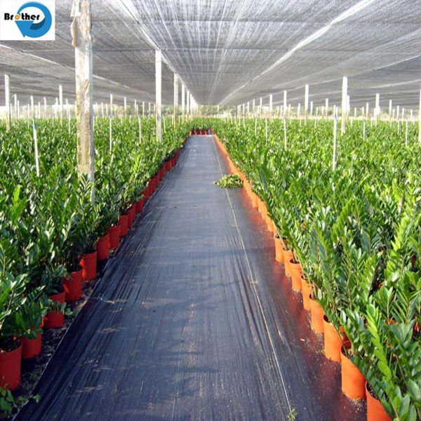 Woven Agriculture Fabric PP Ground Cover / UV Treated Durable Weed Barrier Grass Control Fabric