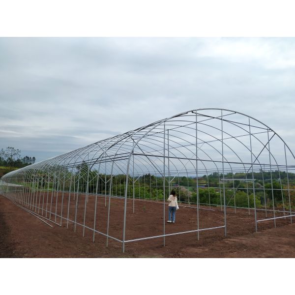 PE Tunnel Single Span Greenhouse Hot Galvanized Steel Transparent Color