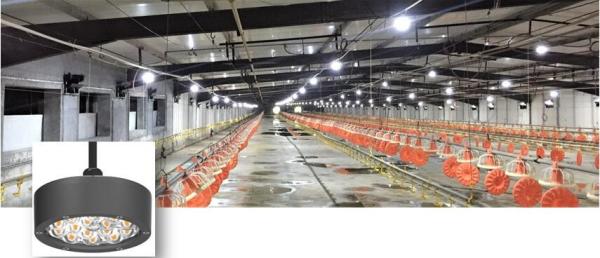 Intelligent 10W Poultry Farm Light , 120/230/240VAC Led Lights For Chicken Houses