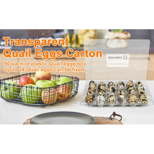 Small Plastic Egg Cartons - Clear 2 Dozen Quail Eggs Tray - Reusable Storage Holder For Small, Pheasant, Pigeon Eggs