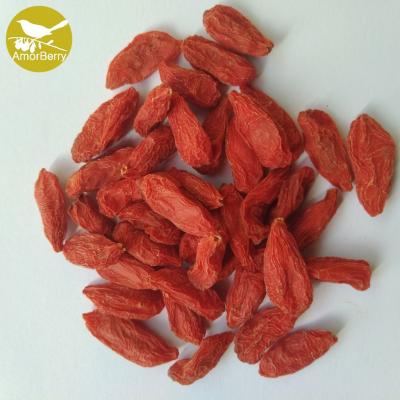 Amorberry Goji Berry/Wolfberry/Lycium Barbarum organic medlar wholesale from Ningxia factory