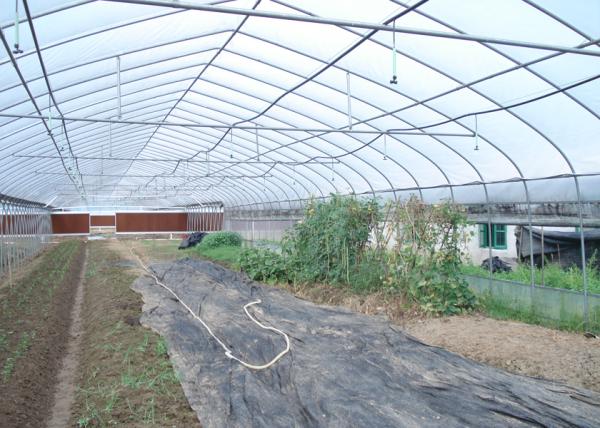 10m Tunnel Width Multi Span Greenhouse Steel Pipe Greenhouse For Hydroponic System