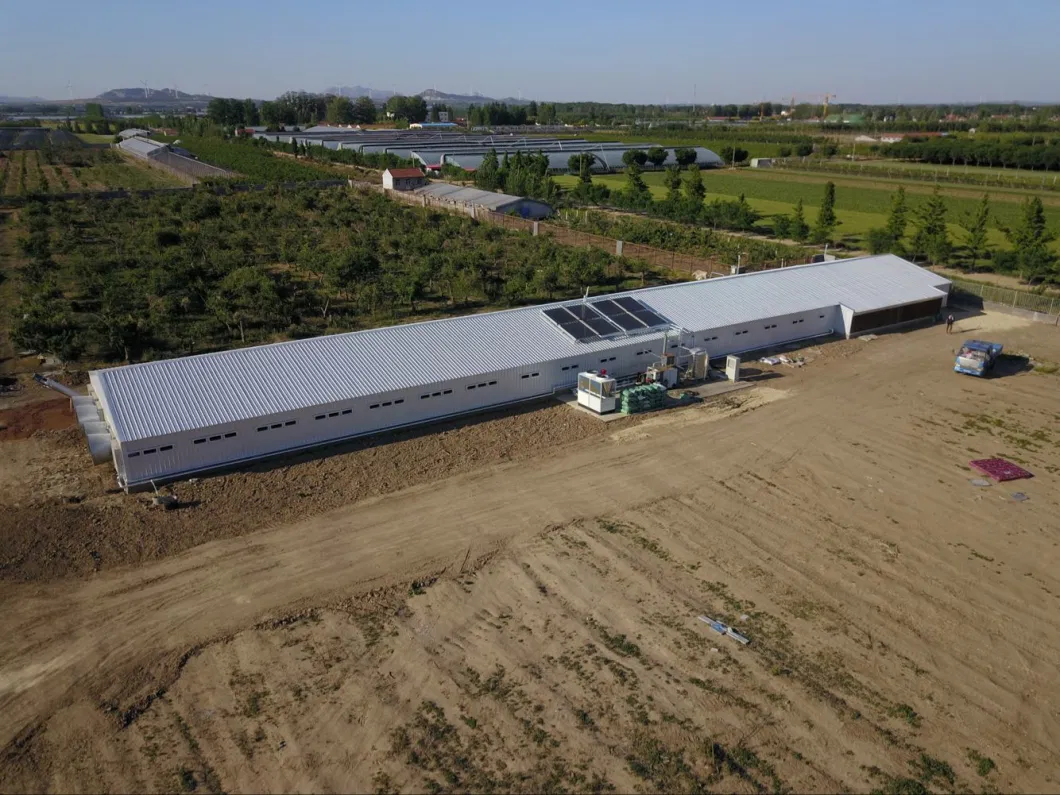 CE Livestock Farm House Steel Structure Chicken House And Equipment For Chicken