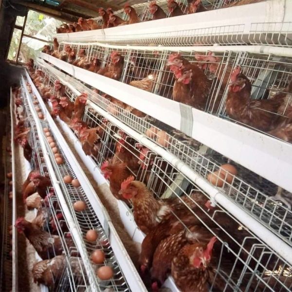 3/4 tier A Type Chicken Cage Chicken Egg Layer Cage For Poultry Farms