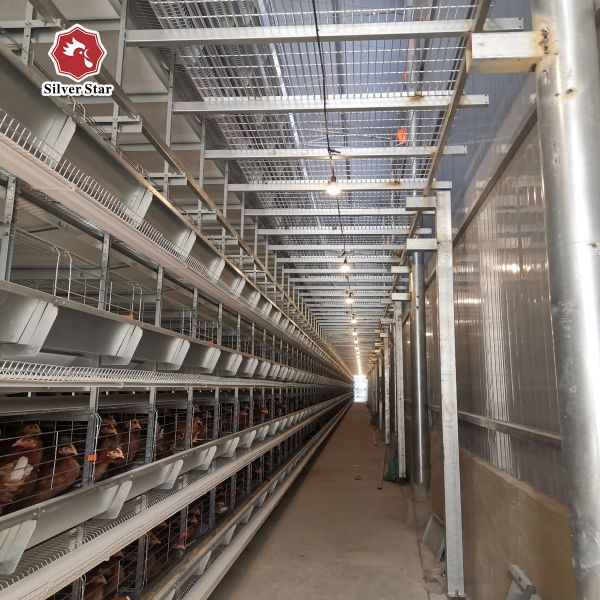 H Type Meat Hot Galvanized Battery Cage Poultry Drinking System