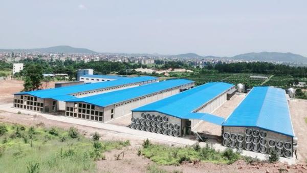 Prefabricated Steel Poultry House with 10 Year Warranty, Customizable Design & Zn-Al-Mg Coating