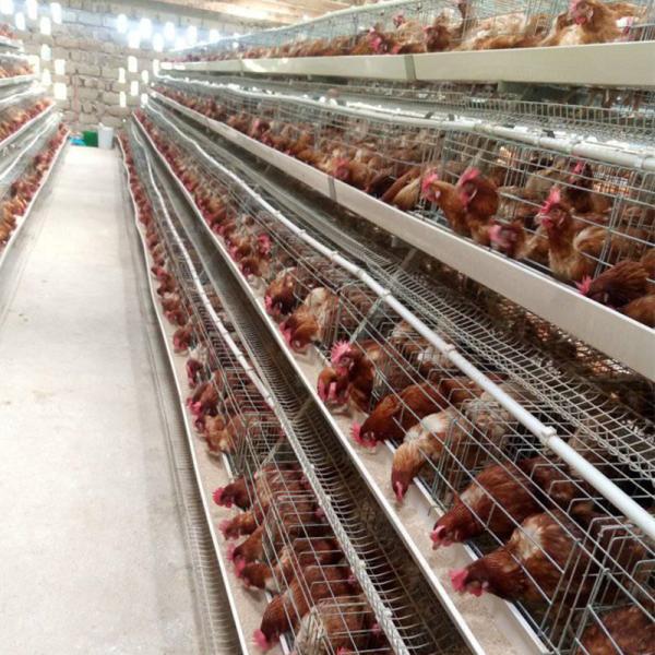4tiers 128/160birds layer chicken battery poultry cage Commercial chicken poultry cage