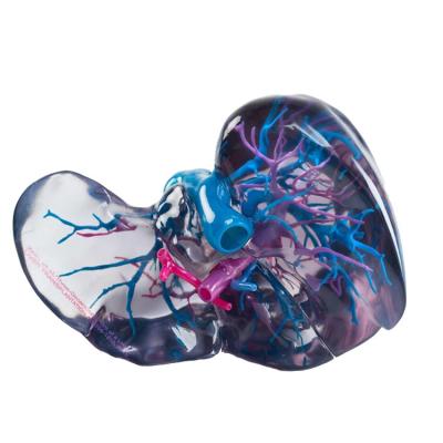 RESIN Material Full Color 3D Printing | PolyJet for Medical Prototype STL Files