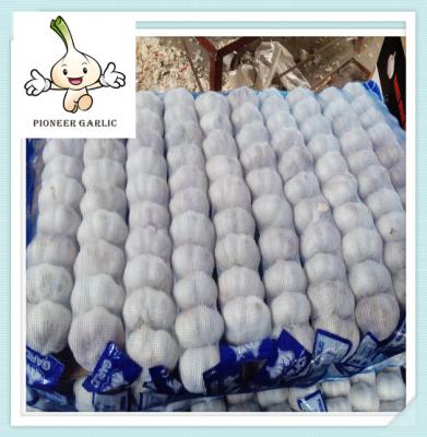 New Crop Chinese Fresh Natural Garlic 500G jinxiang garlic fresh garlic
