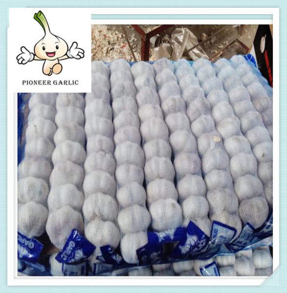 New Crop Chinese Fresh Natural Garlic 500G jinxiang garlic fresh garlic