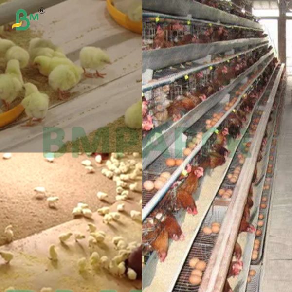90gsm Strong Water Absorption Poultry Pad Absorbent Paper 72inch For Brooding Boxes
