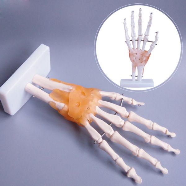 Medical Anatomy Human Finger Bone With Articulated Joints Wrist Ulna And Radius