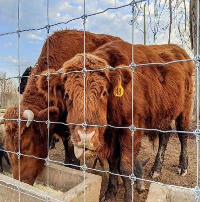 1.2m Width Galvanized Cattle Fence Farm Easy To Install Hinge Joint Fencing