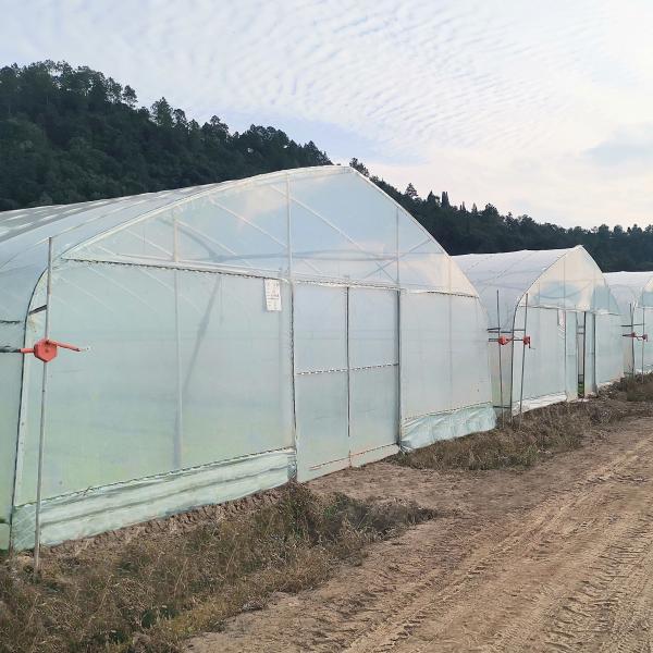 O fruto tropical galvanizado quente da armação de aço cresce estufas comerciais da estufa para a venda