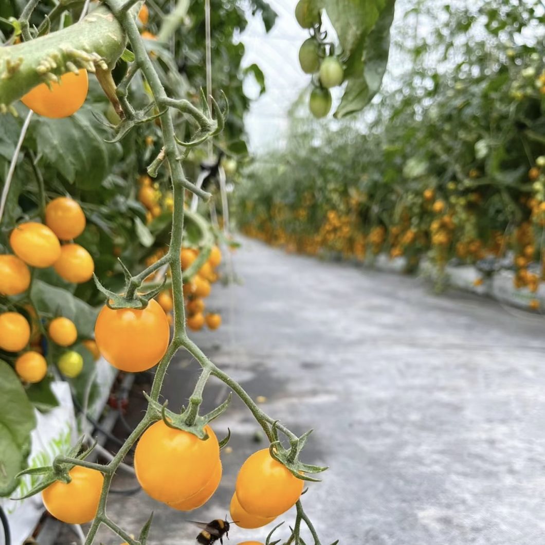 20 долларов США на квадратный метр Ju Xiang Glass Greenhouse для выращивания овощей Полная оплата