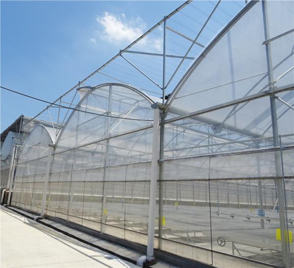 Modern Farming Agricultural Poly Tunnel Plastic Film Tomato Greenhouses