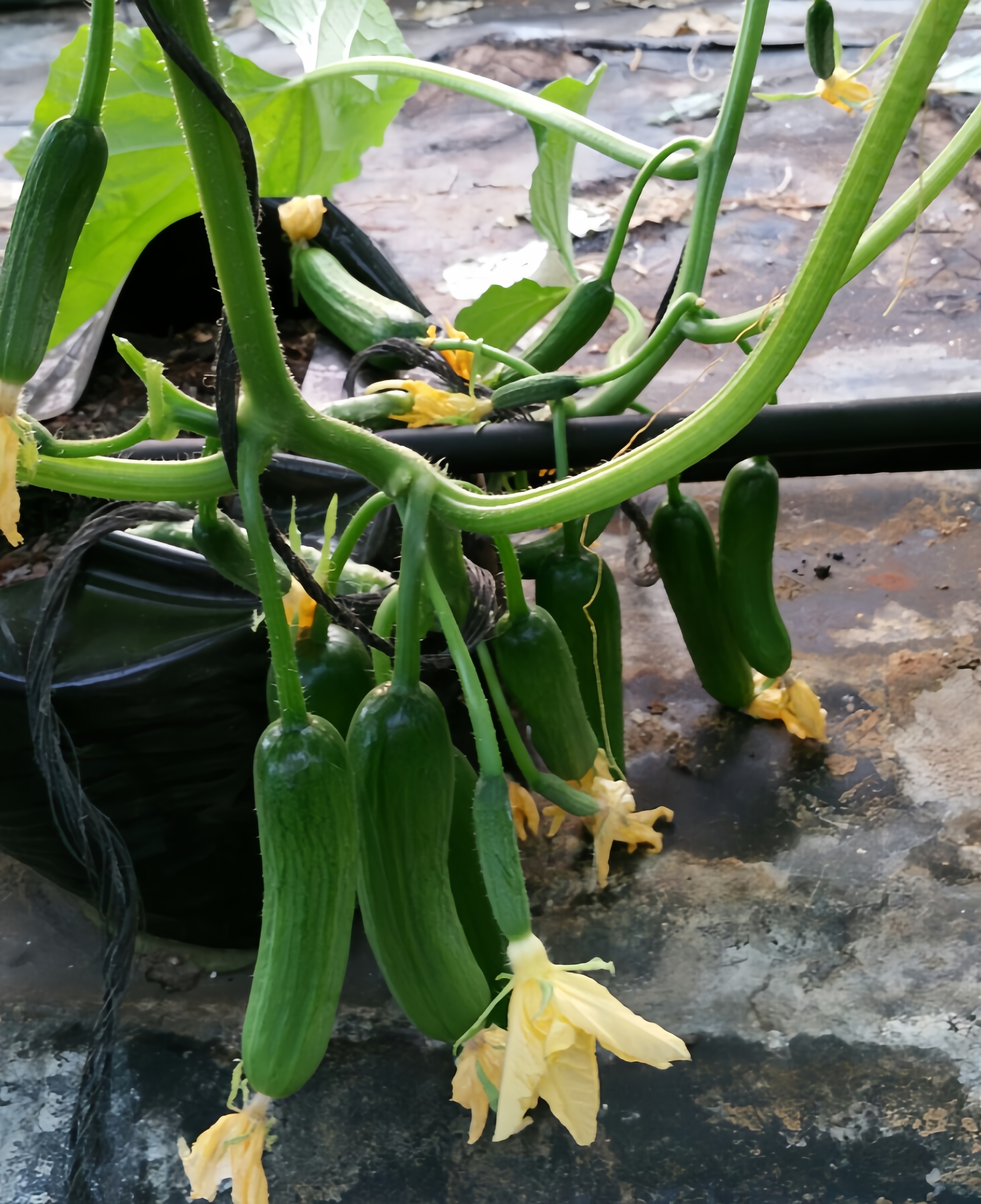 Xiuzhen F1 Hybrid Fruit Mini Cucumber Seeds For Commercial Farming CU10
