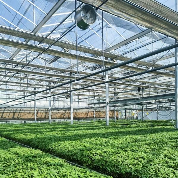 Type Roof Glass Commercial Greenhouse Hydroponic Setup for Year-Round Availability