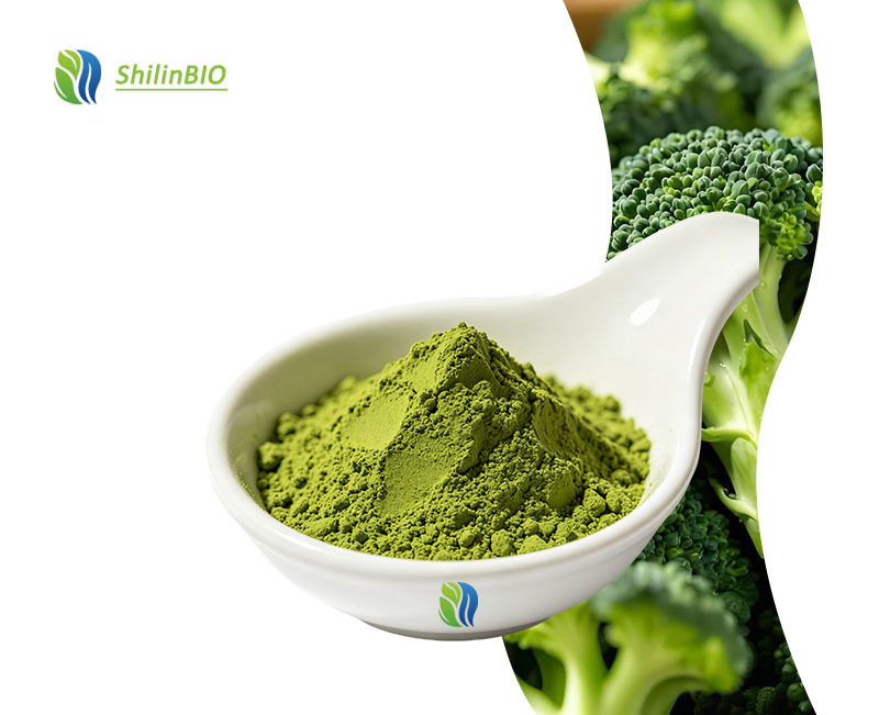 SLBIO Factory Supply Food Grade Water Soluble Broccoli Extract Powder Herbal Extract Drum Packaging