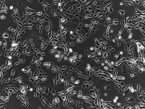 el cultivo celular del frasco del TCT 175cm2 selló los materiales consumibles picosegundo del cultivo celular