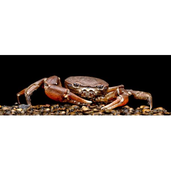 Poudre agricole de chitosan de biopolymère de 85% pour des usines