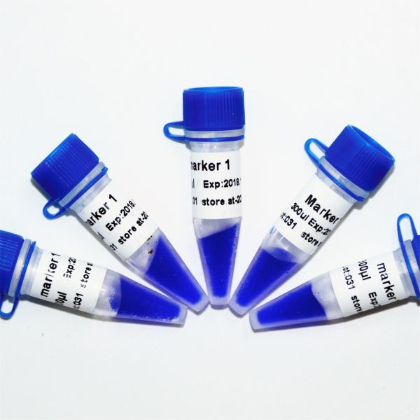 Escalera de la DNA del marcador 1 M1081 (50μg) /M1082 (50μg×5)