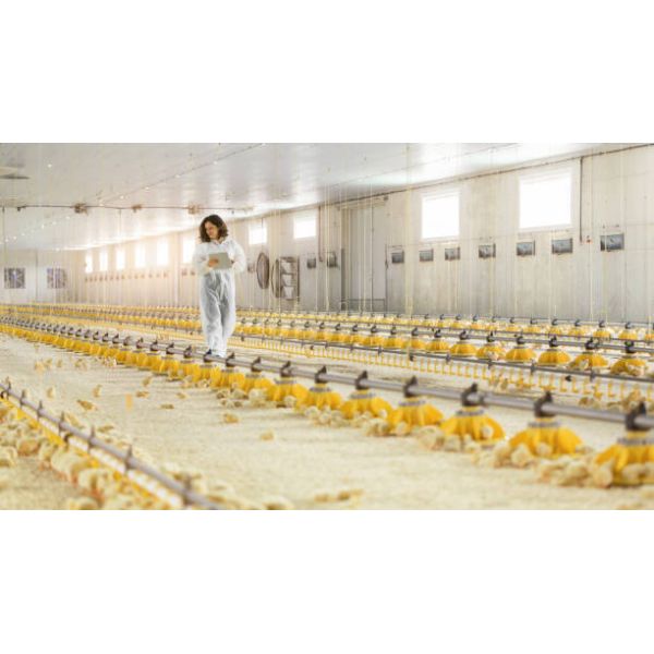 Energy-Efficient Climate-Controlled Prefabricated Poultry House for Modern Chicken Farm