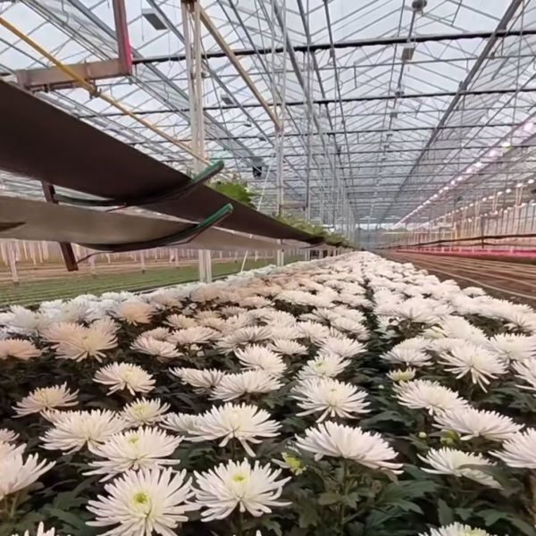 Professional of Drip Irrigation Glass Greenhouse Hydroponic System for Vegetables