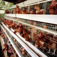 3/4 type de la rangée A cage de couche d'oeufs de poulet de cage de poulet pour des fermes avicoles