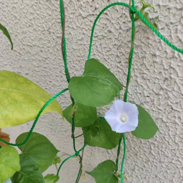 Garden Yard Green 1.8m2 Plastic Climber Plant Supporting Net