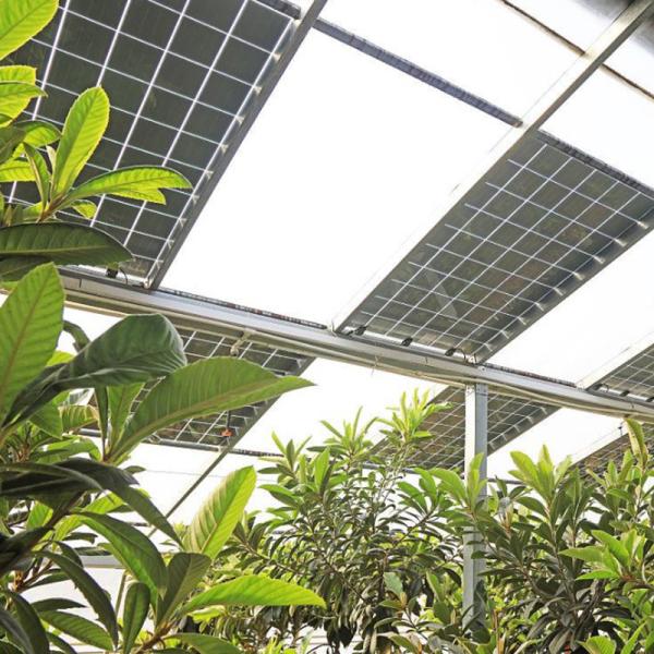 Commercial Photovoltaic Greenhouse with Film Cover Material and Unheated Heating