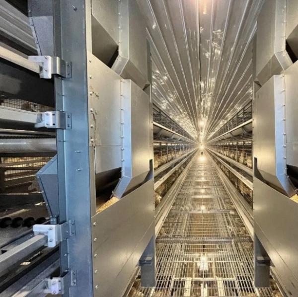 Hot-Dip Galvanized Laying Hen Cage with Automatic Feeding System and Low Maintenance for Poultry Farming