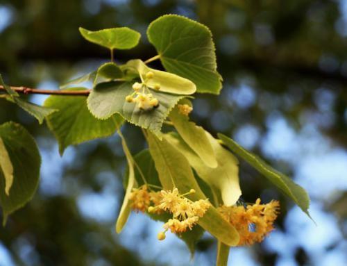 Qualified Tilia Cordata Extract, Linden flower Extract, 10:1 TLC, Flavones  0.5%, Chinese manufacturer, Shaanxi Yongyuan